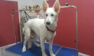 Cosmetica Canina WOOF — Pet Shop, Timișoara