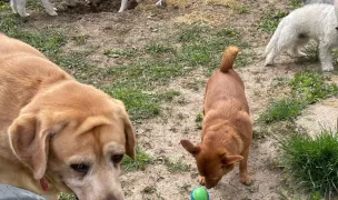 Cozy Paws - Cazare animale Bucuresti — Pet Sitting la Domiciliu, Sectorul 1, București