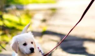 Cris Vet -Salon Frizerie canina Sanandrei — Dog & Cat Salon, Sânandrei, Timișoara