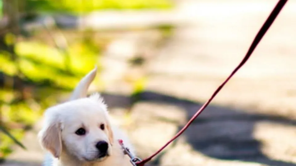 Cris Vet -Salon Frizerie canina Sanandrei — fotografie de copertă