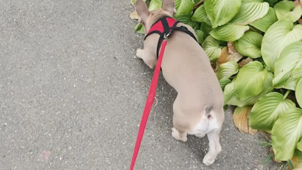 DogWalking — fotografie de copertă