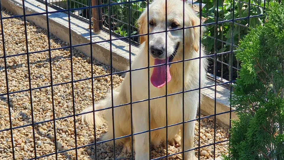 Pensiune canina Wolf Pack Dan Nistor arad — fotografie de copertă