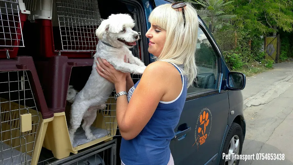 Transport Caini si Pisici ***** ZooTaxi — fotografie de copertă