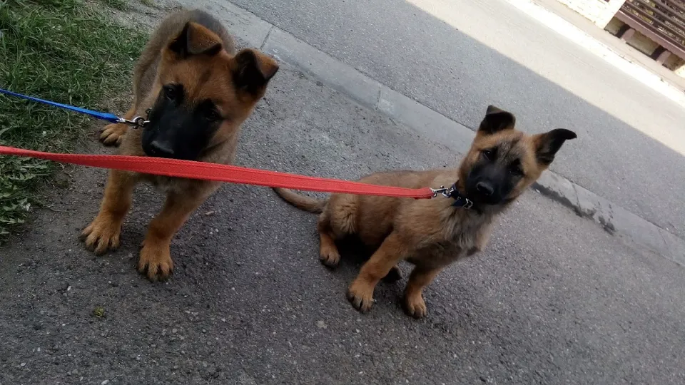 Cabinet veterinar Click Vet Oradea — fotografie de copertă