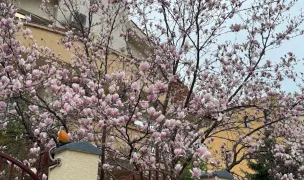 Daisy Cat Hotel — Pet Hotels, Sector 1, Bucharest