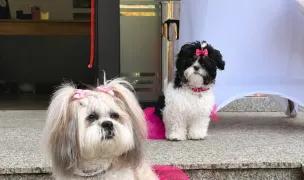 Daisy Grooming Studio — Salon Câini & Pisici, Municipiul Iași, Iași