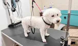 Daisy Pet Style — Salon Câini & Pisici, Municipiul Arad, Arad