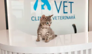 DayVet — Cabinete Veterinare, Bragadiru, Ilfov