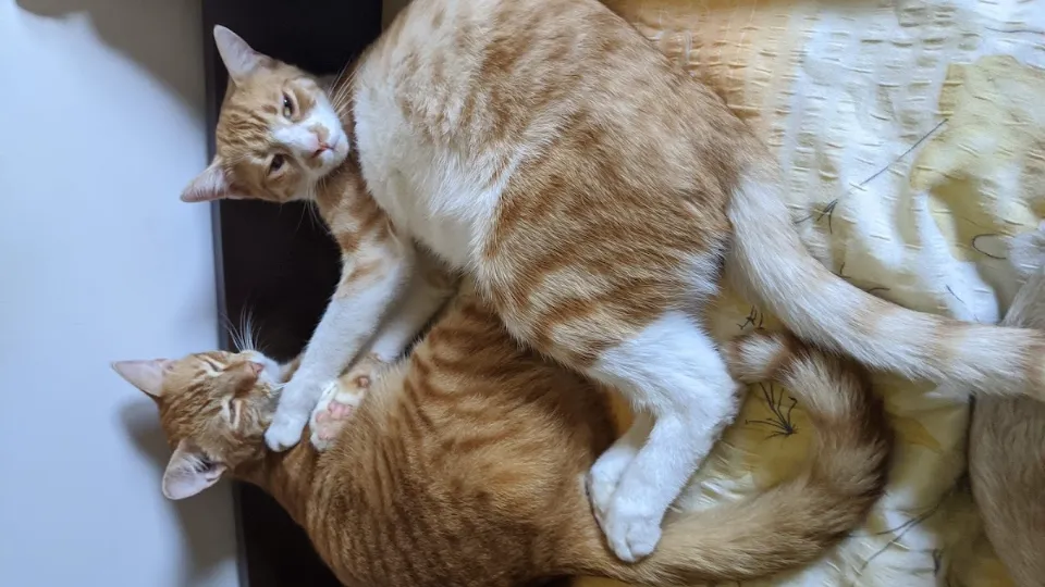 Pet Sitter - Cat & Dog Sitting Prahova — fotografie de copertă