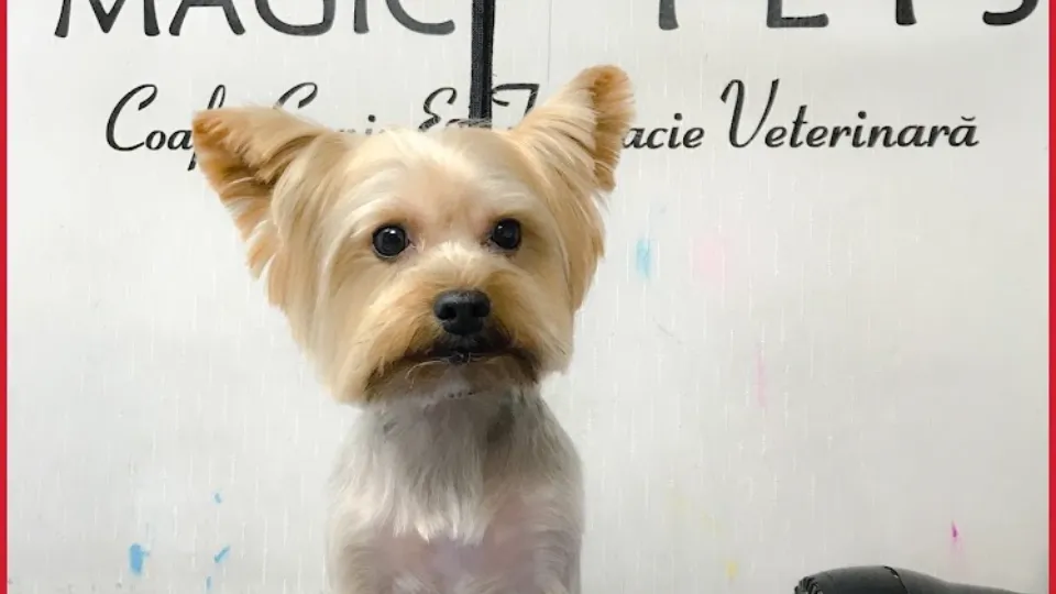 Magic Pets House - Salon & Academy — fotografie de copertă