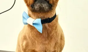 DelBogVet — Cabinete Veterinare, Rădăuți, Suceava