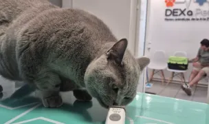 Dexapet — Cabinete Veterinare, Municipiul Iași, Iași