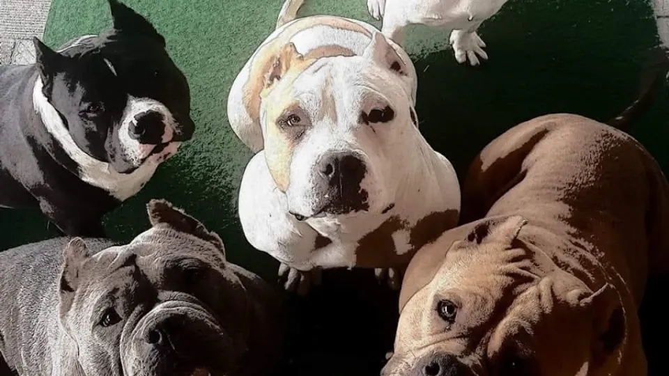 SEMPER FIDELIS — fotografie de copertă