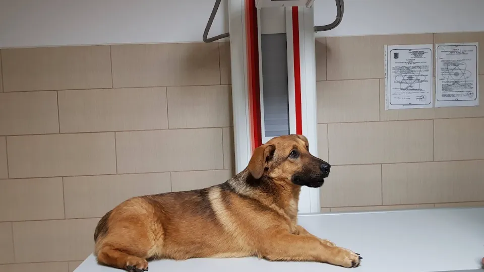 Veterinarian Dr. Ludovic Bacusca — fotografie de copertă