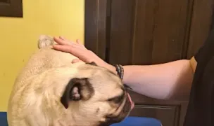 Dinda Pet — Cabinete Veterinare, Miroslava, Iași