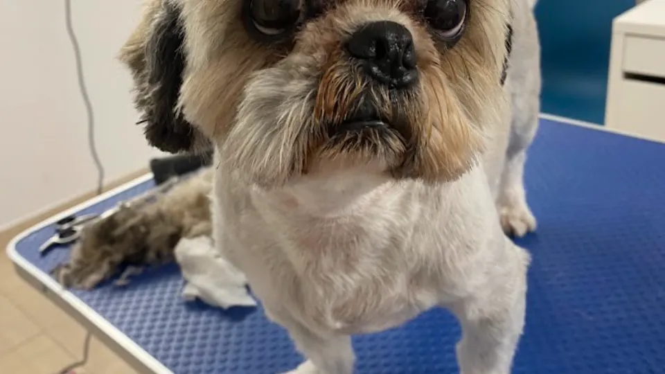 DOCTOR SUPERVET — fotografie de copertă