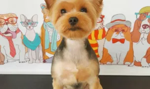 Dog Groomer Dumbravita — Pet Grooming, Dumbrăvița