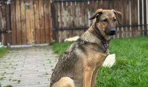 DOG HOUSE INN - Pensiune canina Sibiu — Hoteluri pentru Animale, Sibiu