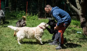 Dog Resort: Acasă cu dresorii - petsitting București — Hoteluri pentru Animale, Corbeanca, Ilfov
