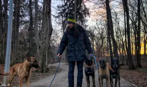 Dogdharma - Reabilitare și dresaj Canin în Sibiu — Animal Training, Sibiu