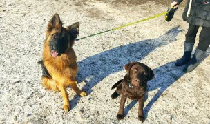 DogIsland K9 — Hoteluri pentru Animale, Cluj