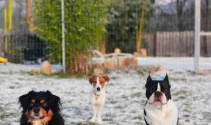 Dogmaster - Dog Hotel — Hoteluri pentru Animale, Cluj