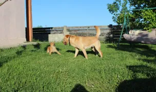 Dogs pension Suceava — Hoteluri pentru Animale, Municipiul Suceava, Suceava