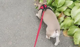 DogWalking — Dog Walking, Sector 2, Bucharest
