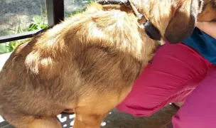 Domevet S.R.L. — Spitale Veterinare, Municipiul Iași, Iași