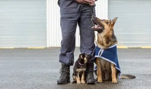 Dresaj canin caini voluntari Pipera Tunari Otopeni Corbeanca Snagov Bucuresti sector 1 și 2 — Dresaj Animale, Otopeni, Ilfov