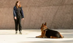Dresaj canin Galați THOR — Animal Training, Galați