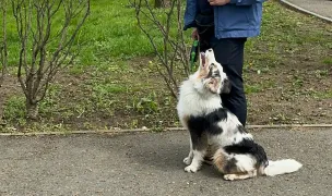Dresaj Canin - Laurentiu Negrau — Adopție Câini, Sectorul 1, București