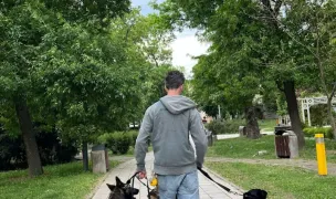dresaj canin | quintessenceK9 — Animal Training, Arad