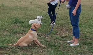 dresaj canin Timisoara — Animal Training, Ciacova