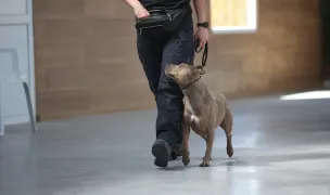 Dresaj canin -trainwithfranci — Dresaj Animale, Cluj