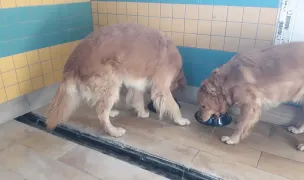 Dresaj canin wolf pack — Dog & Cat Boarding, Vladimirescu, Arad