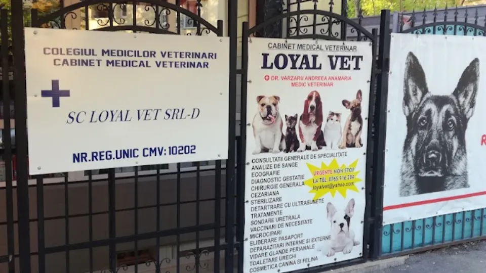 Loyal Vet Cabinet Medical Veterinar - Dr. Vărzaru Andreea Anamaria — fotografie de copertă