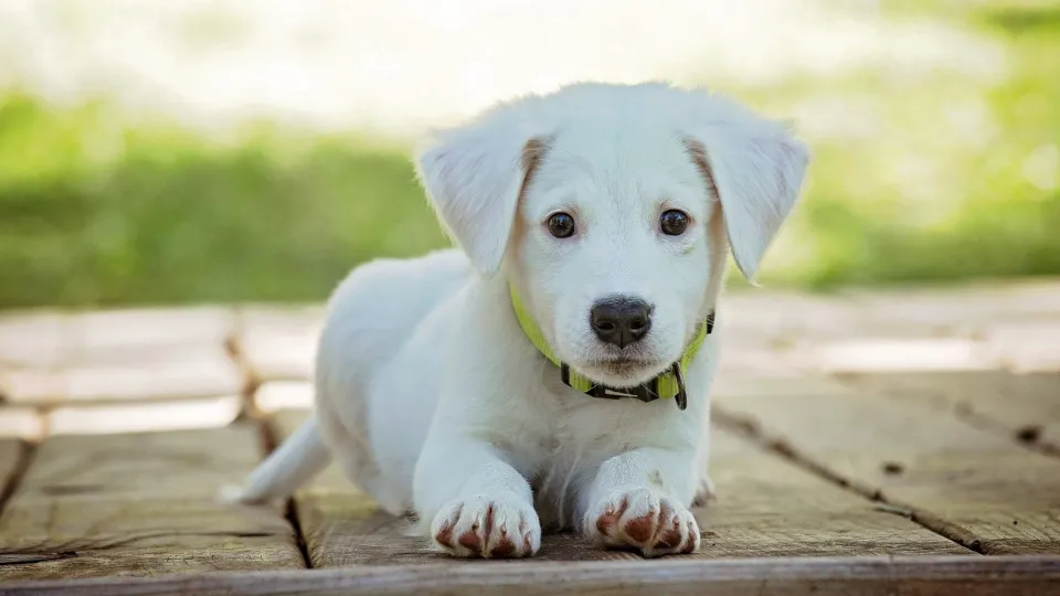 Veterinarian ColorVet — fotografie de copertă