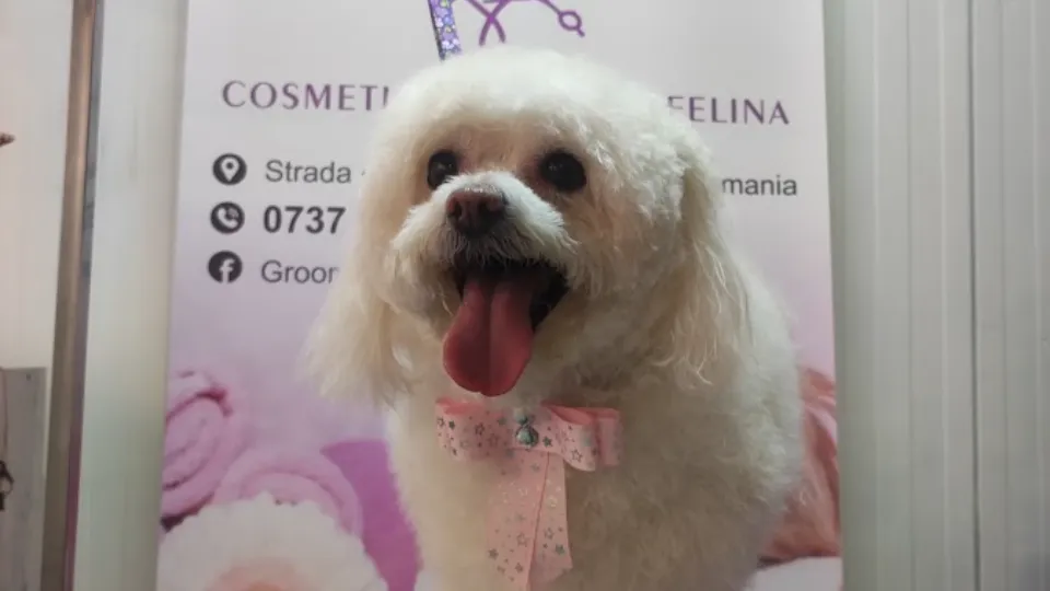 Frizerie canina Craiova-Grooming Pets & Spa by Ana Maria Constantinescu | Coafor canin Craiova| — fotografie de copertă