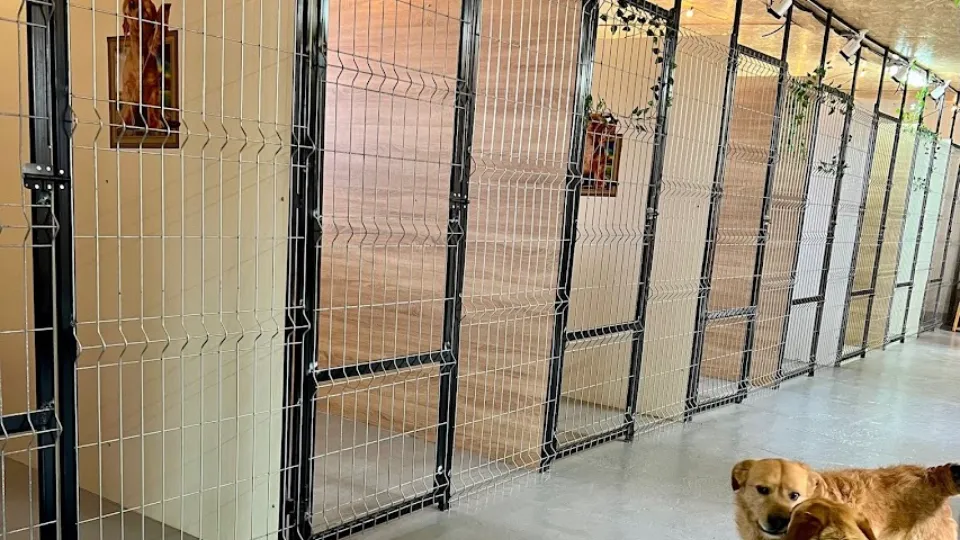 DogStar Pet Hotel — fotografie de copertă