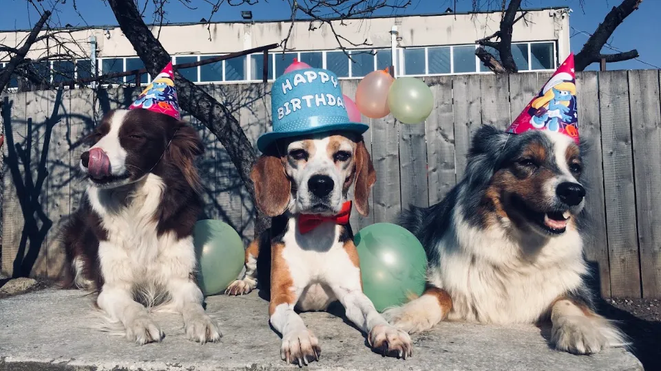 Pet Joy — fotografie de copertă