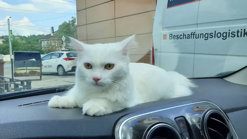 Vet Concept — fotografie de copertă
