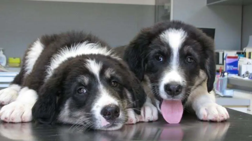 Cabinet Veterinar Animal Med — fotografie de copertă
