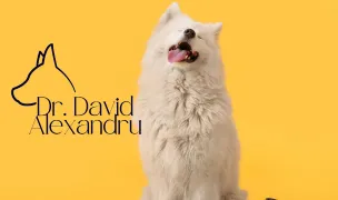 Educație Canină — Animal Training, Sector 2, Bucharest