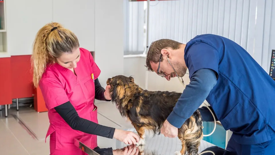 Clinica Veterinara Melodin - Doctor Veterinar Radu Dinu — fotografie de copertă