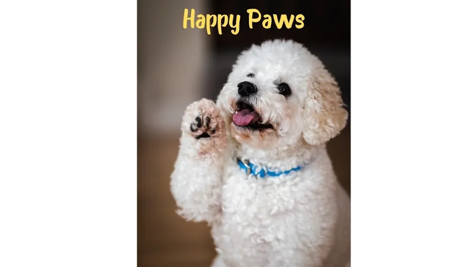 HappyPaaaws — fotografie de copertă