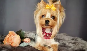 Elite Dog Salon — Salon Câini & Pisici, Timișoara, Timiș