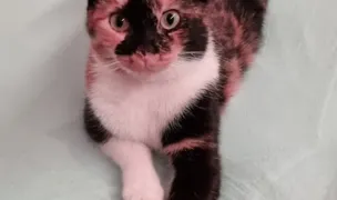 Elite Vet — Spitale Veterinare, Miroslava, Iași