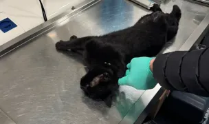EMERGENCY JUNIOR VETS SRL — Spitale Veterinare, Municipiul Galați, Galați