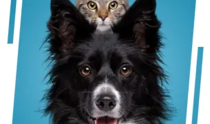 EyeVet — Cabinete Veterinare, Sectorul 2, București